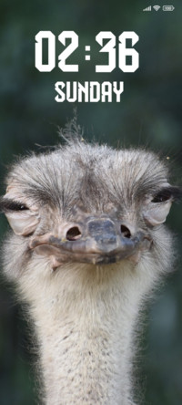 Ostrich