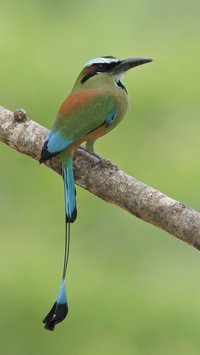 Turquoisebrowed motmot eumomota superciliosa perched on a