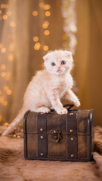 可爱的猫咪-拍信图库