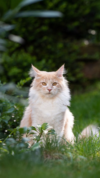 A Cat Sitting in the Garden Surrounded by Plants