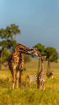 Strange stories of giraffe reproduction