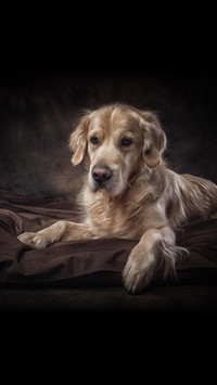 Do you know the memory patterns of dogs