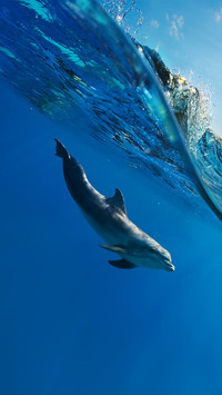 Tropical Seascape with Water Waved Surface