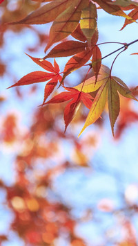 Maple Leaves in Autumn