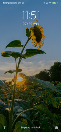 Sunflower - Evening_3MDS
