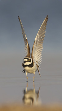 Cute Ringed Plover