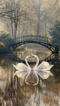 Swans in Love