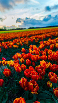 Magnificent flower fields