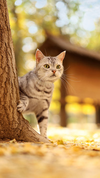 A american shorthair cat in the autumn scenery