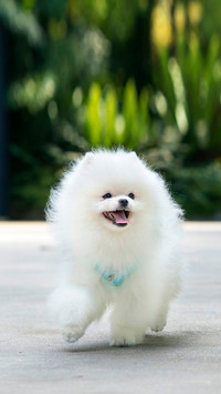 Happy white Pomeranian running in a park in Singapore