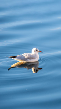 Isolated seagull on the sea in sunny day