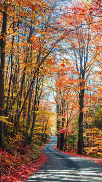 The autumn highway in maine