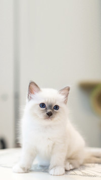 Kitten cat breed sacred burma in the interior