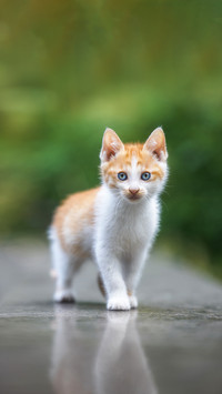 Dont pick up little kittens from the roadside randomly