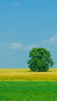 Green grass and blue sky