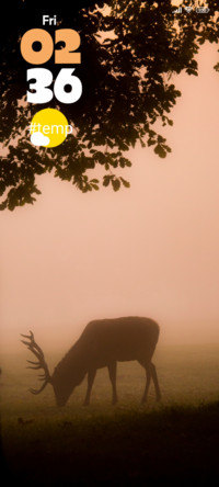 Evening Deer