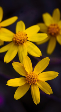 Nature HD - 2020-06-02T130017.997