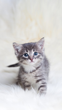 A Kitten Standing on the Blanket and Looking at the Camera