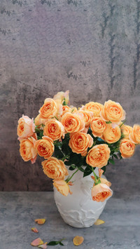 Why are roses prone to yellowing