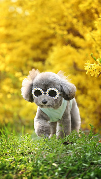 Revealing the top 6 intelligence scores in the dog world