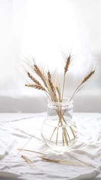 Wheat Ears in transparent vase