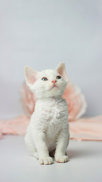 Devon Rex kitten