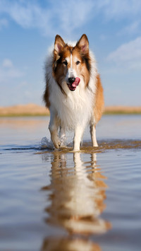 Recall the skills and methods of dog training 4