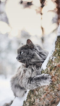 Cat Lying on The Tree