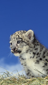 Rare animals like to mention 93