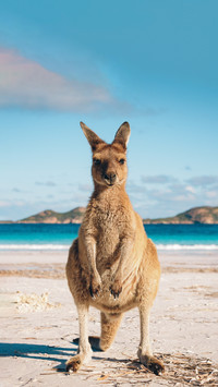 What can kangaroo babies do in their pouch