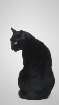 Why cant cats approach after a person dies