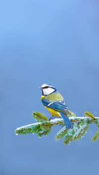 Cold Day and Cute Blue Tit