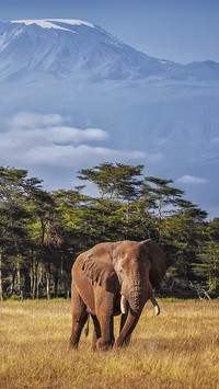 Do you know elephants 75