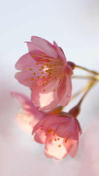Cherry blossom 'Oh-kanzakura' Close Up transmits light