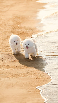 Electronic ID card for pet dogs 2