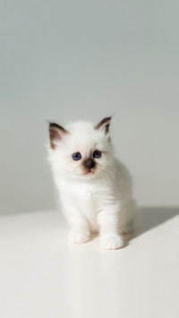 Small kitten cat breed sacred burma on a light background