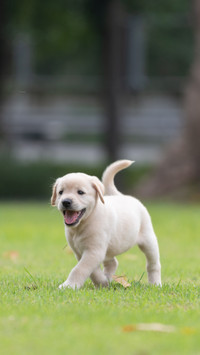 Delighted Dog, Enjoying Outdoor Freedom