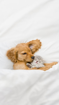 同时养猫狗要注意什么
