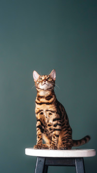 古人都是如何养猫的