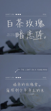 白茶玫瑰暗恋体