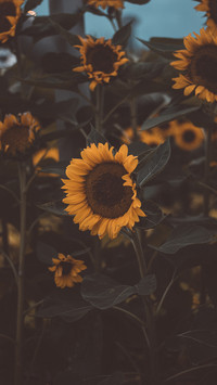 sunflower