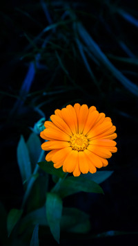 雏菊花儿-拍信图库