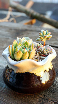 plant (8)