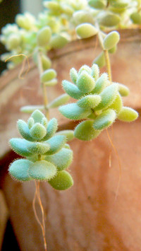 plant (6)