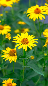 Spring scenery-04
