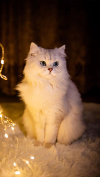 魅力小猫咪
