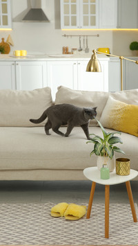 Modern Living Room with Adorable Grey Shorthair Cat on Couch