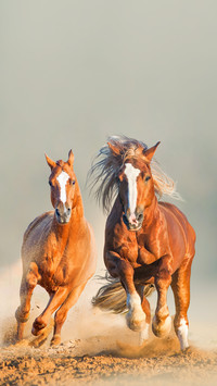 Two wild chestnut horses running together in dust