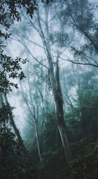 Mystery (24)