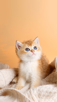 Kitten Breed British Golden Chinchilla Wrapped in a Blanket